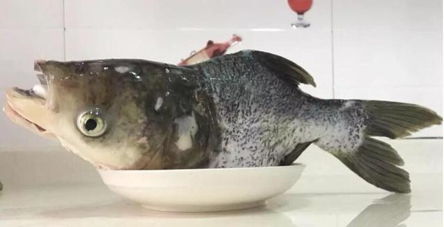 顺德缩骨大头鱼,口感嫩,鲜,肥,白,滑,食过返寻味,肉质鲜美