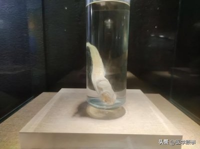 ​马里亚纳海沟狮子鱼：八千米深渊的海底精灵