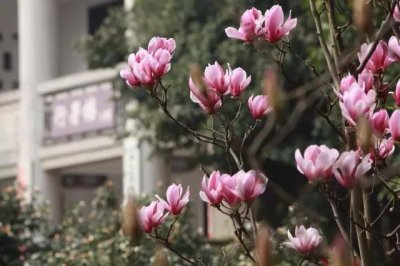​重庆大学校园十大“校花”大ＰＫ