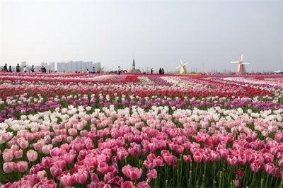 ​南通鲜花小镇