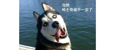 ​猫和狗到底谁更聪明？