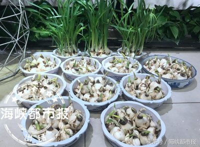 水仙花怎么雕 专家手把手教你
