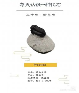 ​古生物化石科普｜|每天认识一种化石