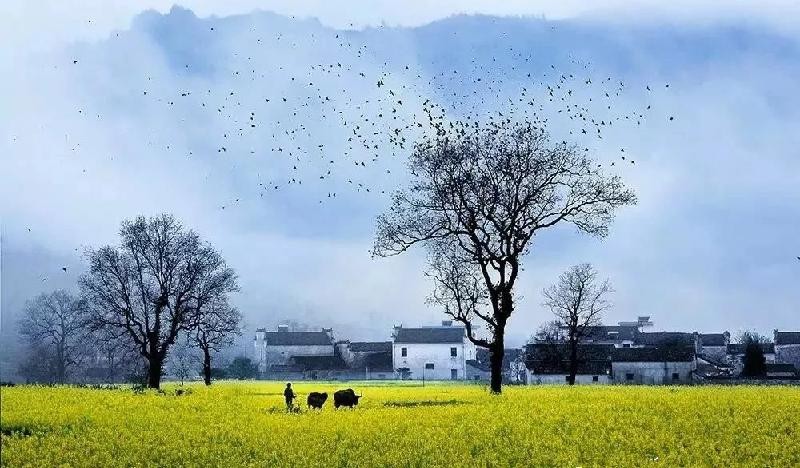 婺源什么季节去合适（婺源什么时候去最好）
