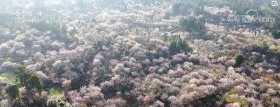 ​初春时节 中国各地繁花似锦