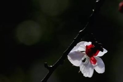 ​和梅圣俞杏花古诗意思