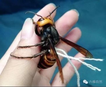 ​来自地狱的世界上个头最大的黄蜂——日本大黄蜂