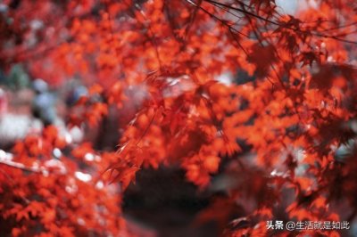 ​《长相思》诗词50首，收藏起来，细品情深意长的千年情愫