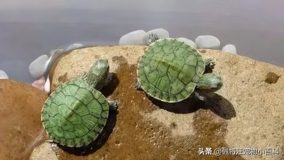 ​巴西龟的寿命一般有多少年？巴西龟怎么养才能活得久？