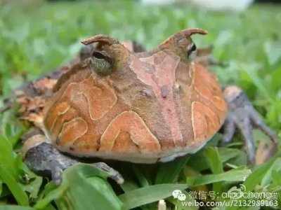 ​角蛙中的“高富帅”霸王角蛙