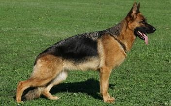 德国黑背：警犬霸主，太帅气