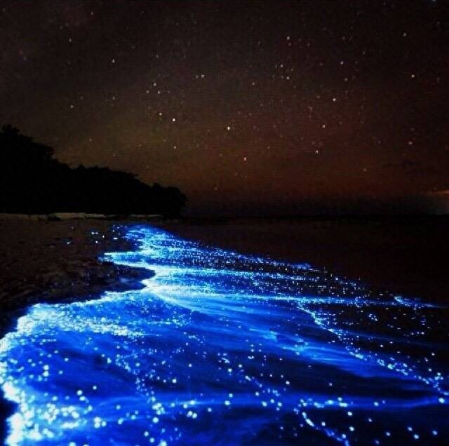 会发光的海滩  神奇！