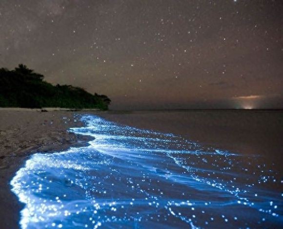 会发光的海滩  神奇！
