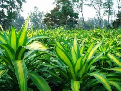 ​家居盆栽花草种植养护观赏系列之——（巴西木篇）