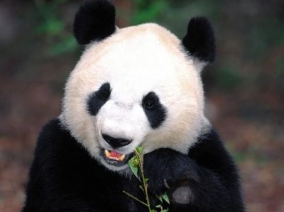 ​世界各国最具代表性的动物是什么
