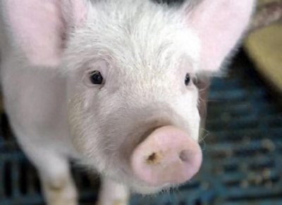 ​猪肉身上的红蓝章，你真的明白是啥意思？