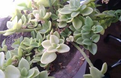 ​厚脸皮的养殖方法和注意事项(幸福树干枯掉叶子怎么挽救)