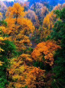 ​四川光雾山，光雾山，介绍？