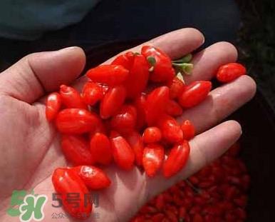 枸杞鲜果属水果吗？枸杞鲜果什么味道