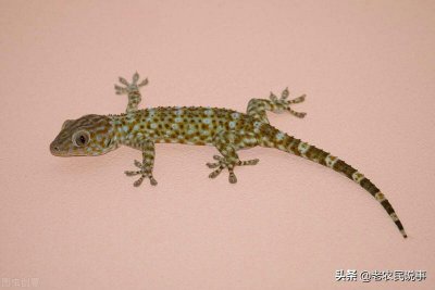 ​家中有壁虎打死了（家里有壁虎可以打死吗）