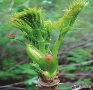 ​天下第一山珍——刺老芽