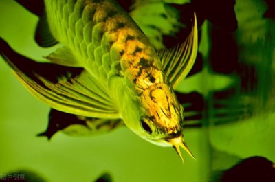​金龙鱼是什么鱼（金龙鱼是什么鱼种有哪些饲养方法）