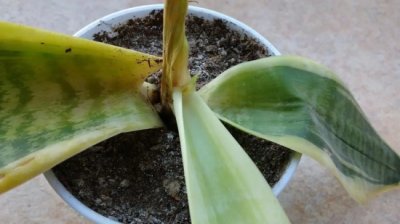 ​虎皮兰烂根了也不用怕，掌握3个方法，叶片比人高，新芽挤满盆