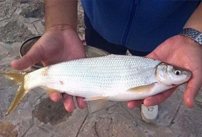 ​黄尾鱼怎么钓？大师分享一套“绝招”，非常实用