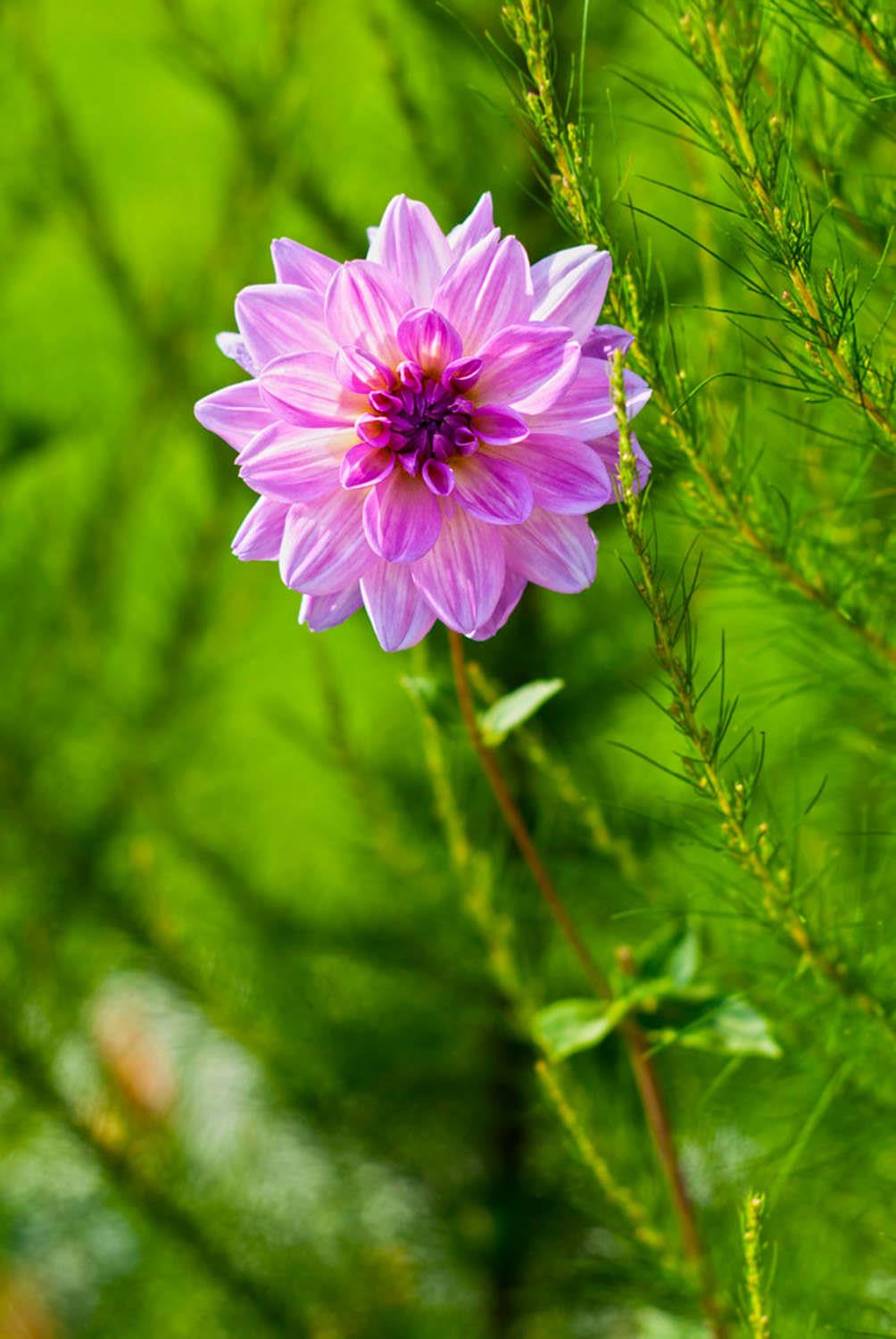 大丽花 大丽花