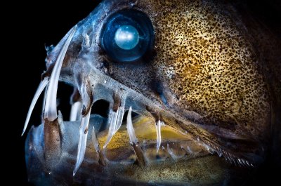 ​海底世界真奇妙世界海洋日晒晒那些你没见过的深海生物