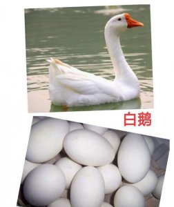 ​生蛋的是什么类动物,生蛋的是什么动物类型
