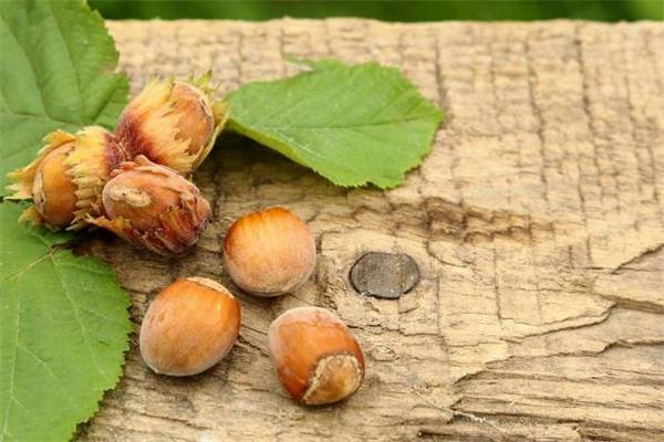 榛子和牛奶能一起吃吗 吃完榛子能喝牛奶吗