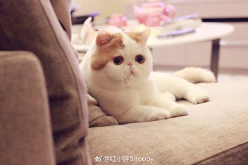 红小胖Snoopy微博(红小胖snoopy头像)-第1张图片-