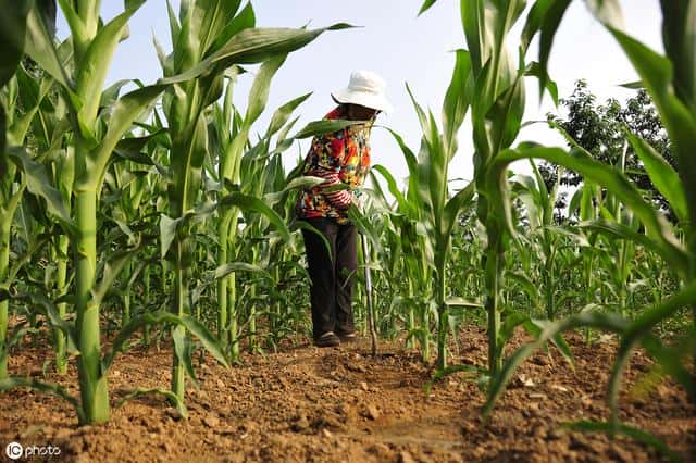 玉米啥时候传入中国的(玉米原产于哪个国家)