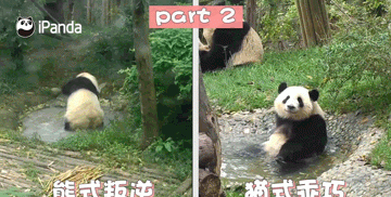 熊猫的行走方式是什么样子的