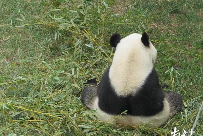 大熊猫走路方式是什么样子的