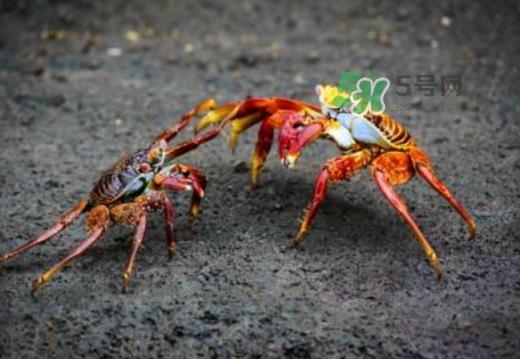 红印蟹怎么回事?红印蟹有什么不同? 红印蟹怎么回事?红印蟹有什么不同?