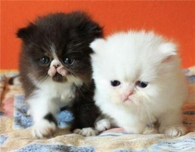 ​波斯猫的眼睛有哪些颜色？波斯猫眼睛的主要特征是什么？