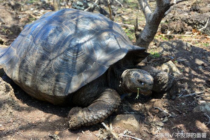 加拉帕戈斯群岛在哪个国家(加拉帕戈斯群岛在哪)