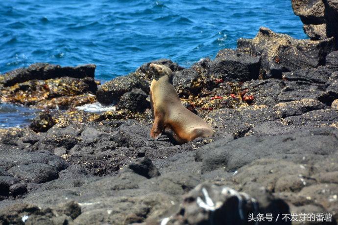 加拉帕戈斯群岛在哪个国家(加拉帕戈斯群岛在哪)