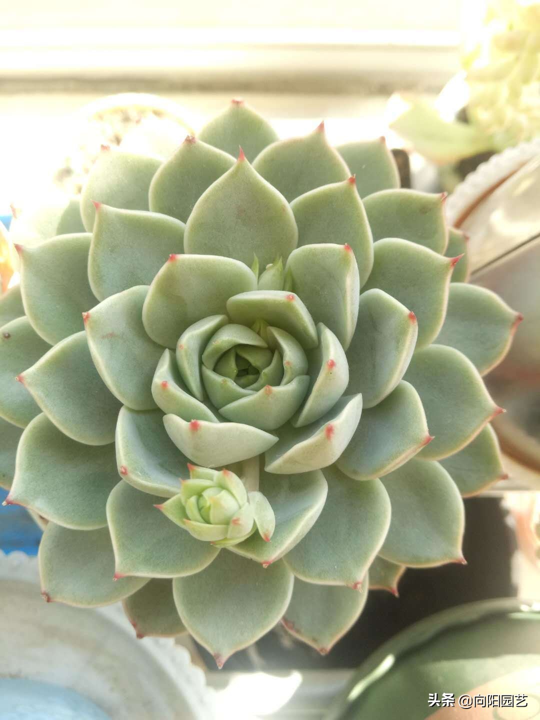 多肉变红是怎么回事(体内有3种素激发它们)