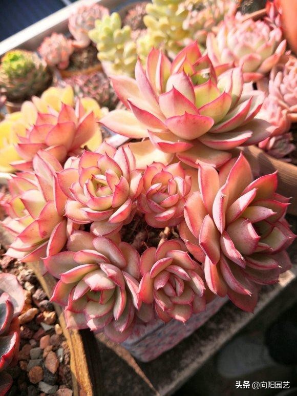 多肉变红是怎么回事(体内有3种素激发它们)