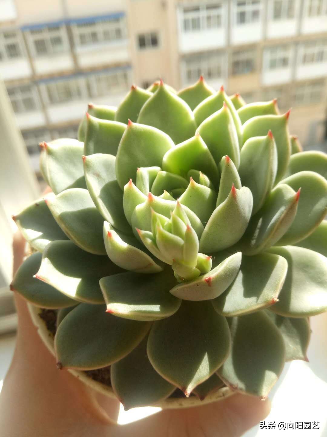 多肉变红是怎么回事(体内有3种素激发它们)