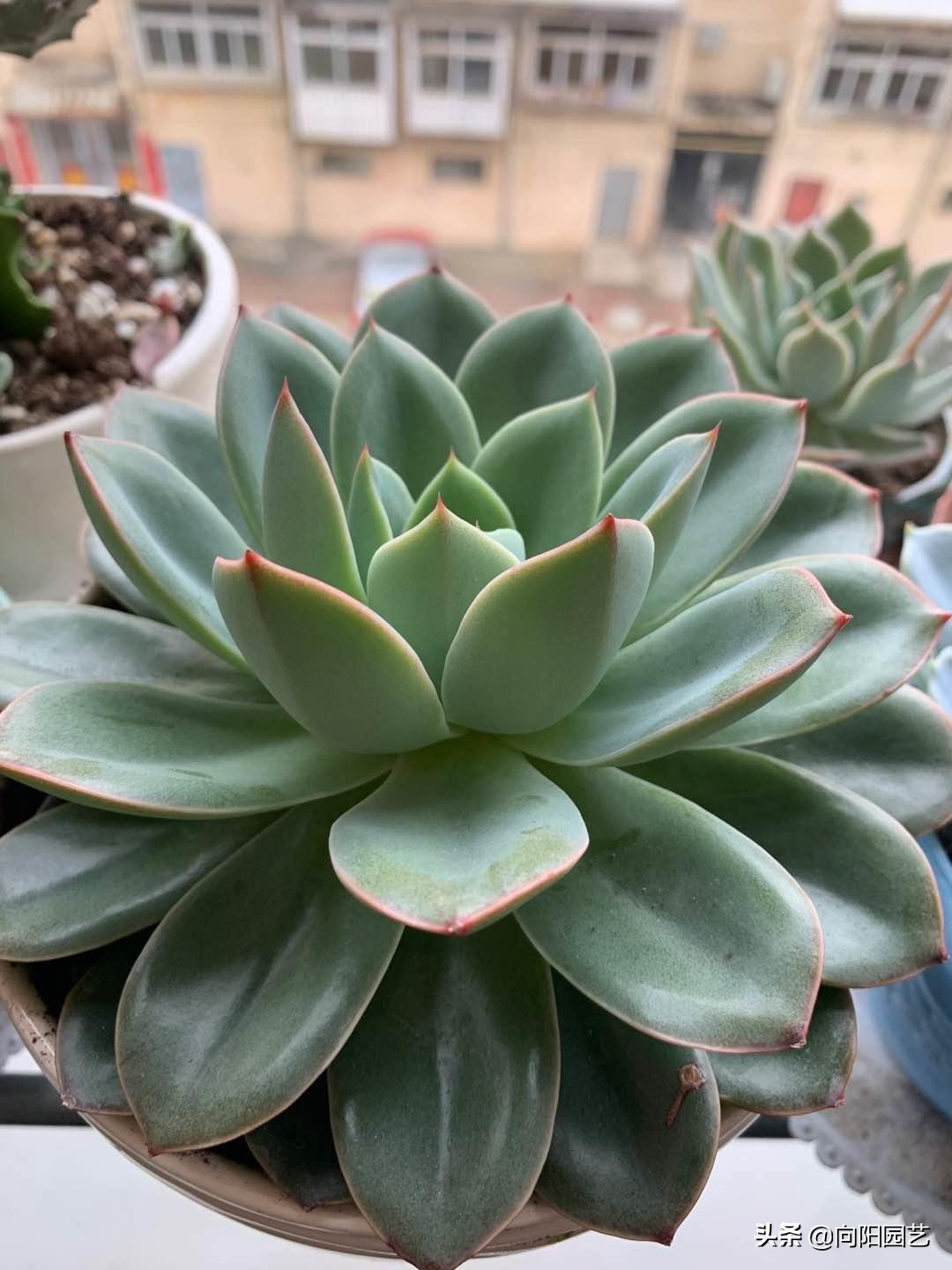 多肉变红是怎么回事(体内有3种素激发它们)