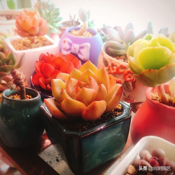 多肉变红是怎么回事(体内有3种素激发它们)