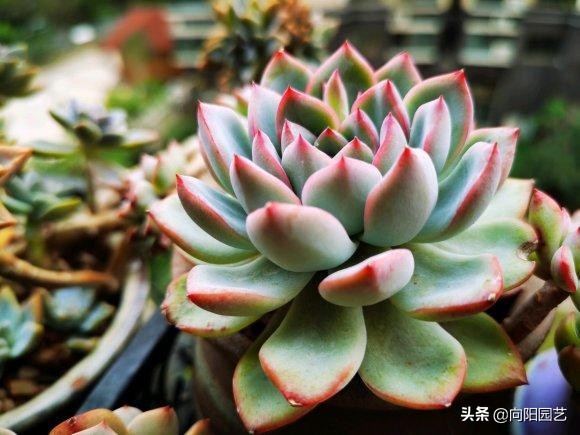 多肉变红是怎么回事(体内有3种素激发它们)