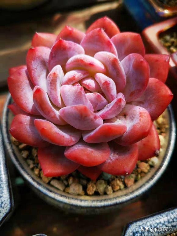 多肉变红是怎么回事(体内有3种素激发它们)