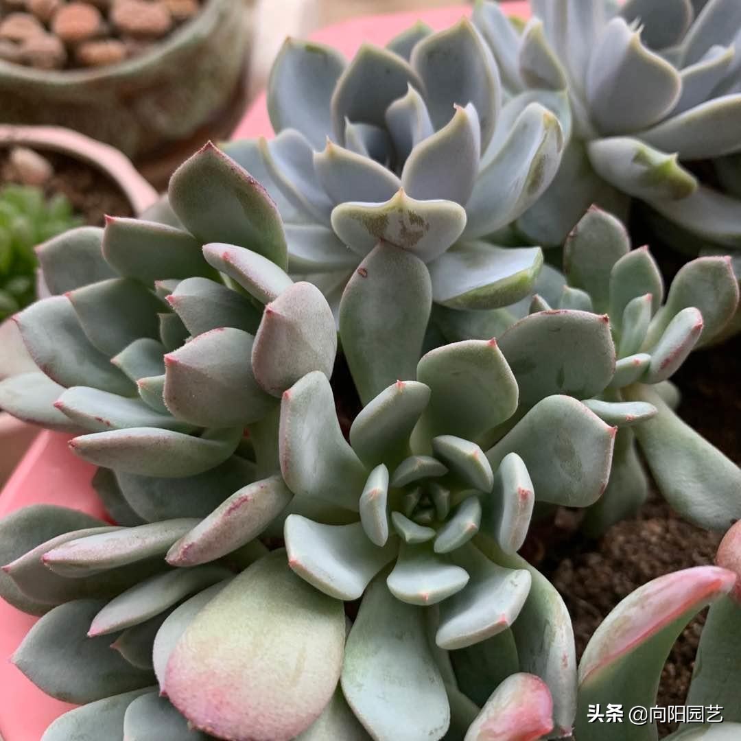 多肉变红是怎么回事(体内有3种素激发它们)