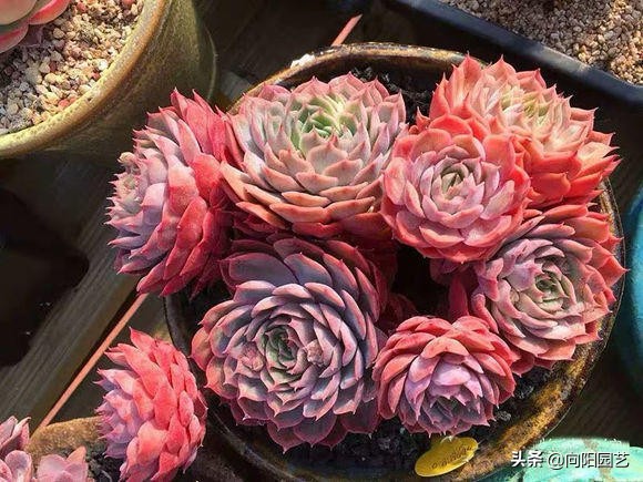 多肉变红是怎么回事(体内有3种素激发它们)