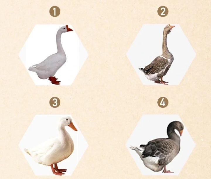 90鸭绒什么意思（快速了解什么是90鸭绒）